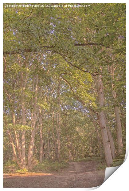 woodland walk Print by paul neville