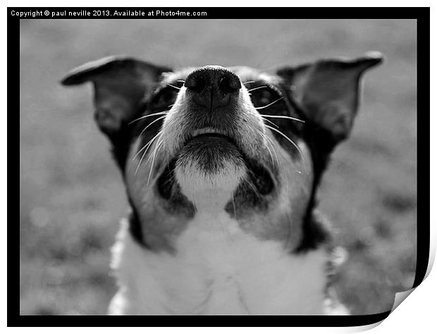 jack russell terrier Print by paul neville