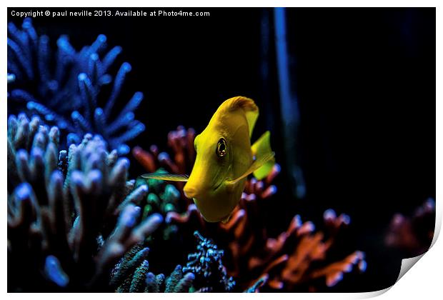 yellow tang Print by paul neville
