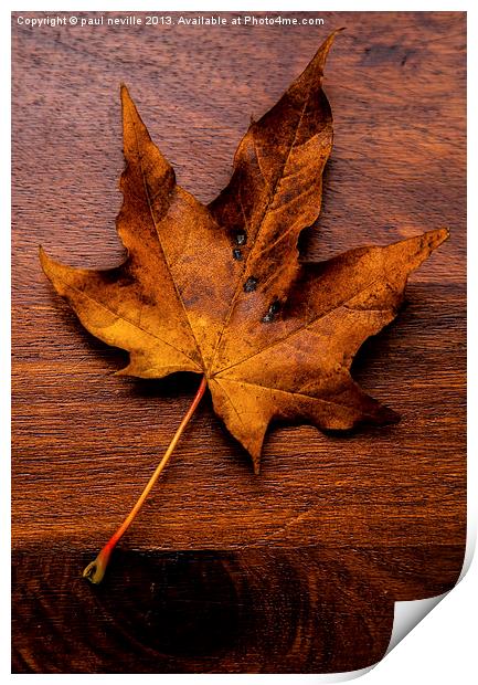 autumn leaf on wood Print by paul neville
