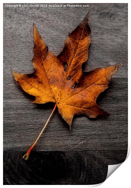 autumn leaf colour pop Print by paul neville