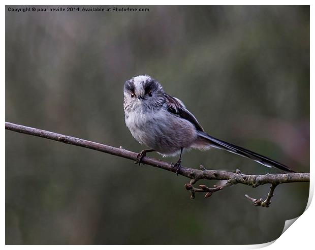 long tailed tit Print by paul neville