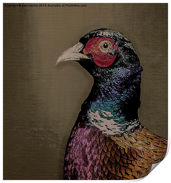 pheasant portrait Print by paul neville