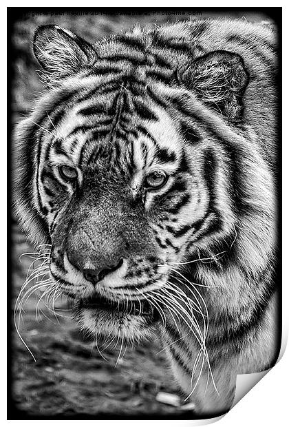Tiger Print by paul neville