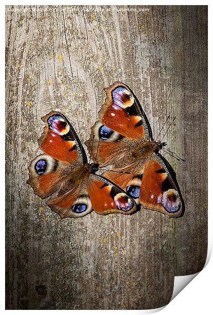 peacock butterflies Print by paul neville