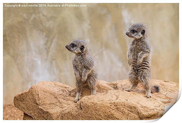 baby meerkats Print by paul neville