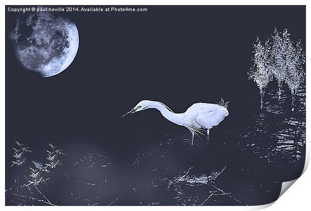 Egret Print by paul neville