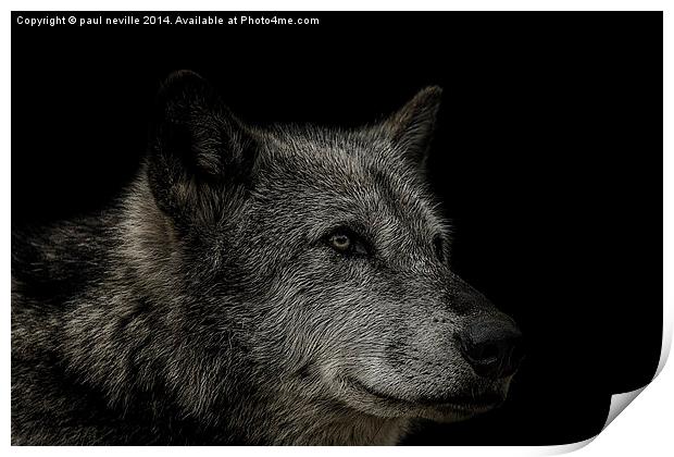 wolf portrait Print by paul neville