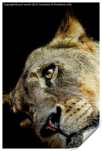 lioness Print by paul neville