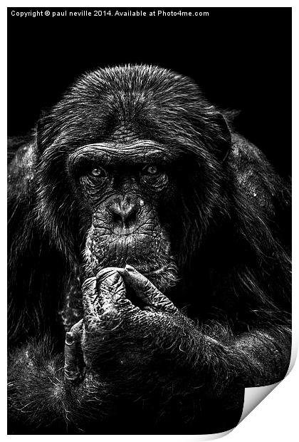 chimp portrait Print by paul neville