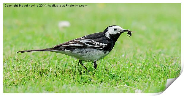 wagtail Print by paul neville