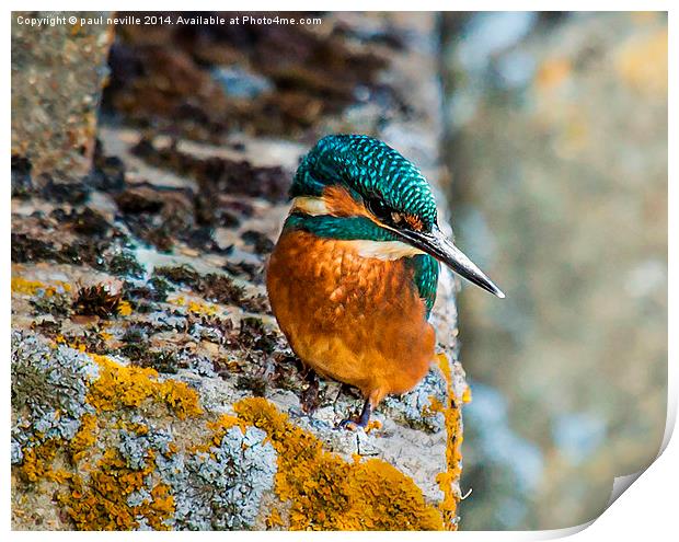 kingfisher Print by paul neville