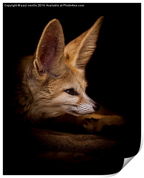  Fennic fox Print by paul neville