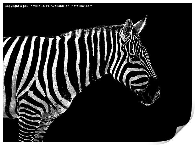  zebra  Print by paul neville
