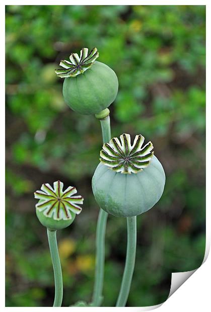 Poppy seed pods Print by Frank Irwin