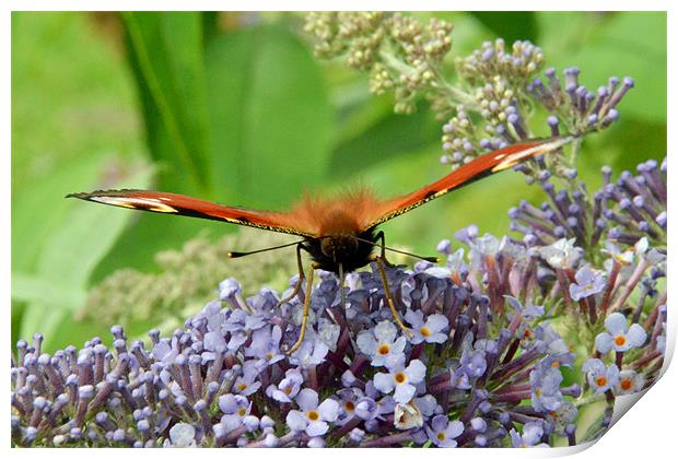 Peacock butterfly Print by Frank Irwin