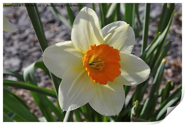 Narcissus Print by Frank Irwin