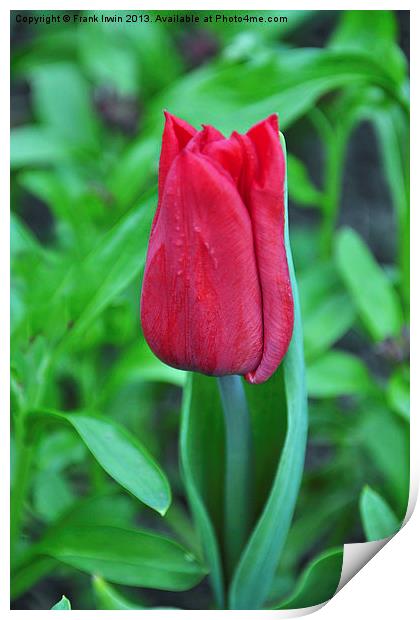 A colourful tulip Print by Frank Irwin