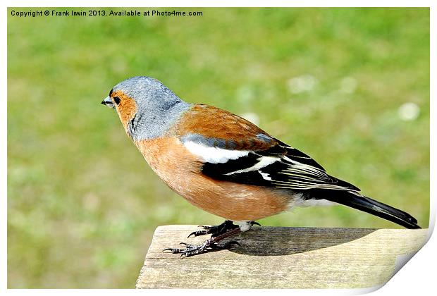 The Chaffinch Print by Frank Irwin