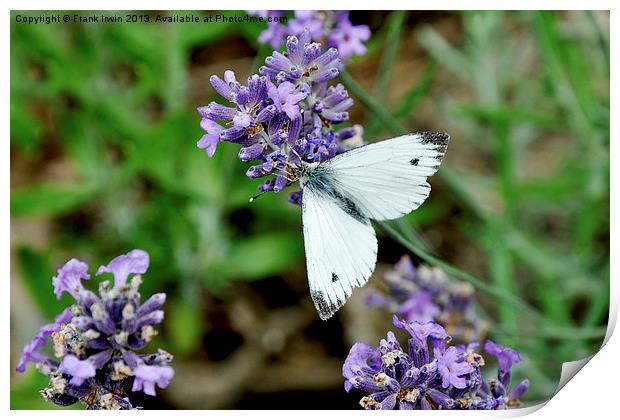 The ‘Grey veined white’ butterfly. Print by Frank Irwin
