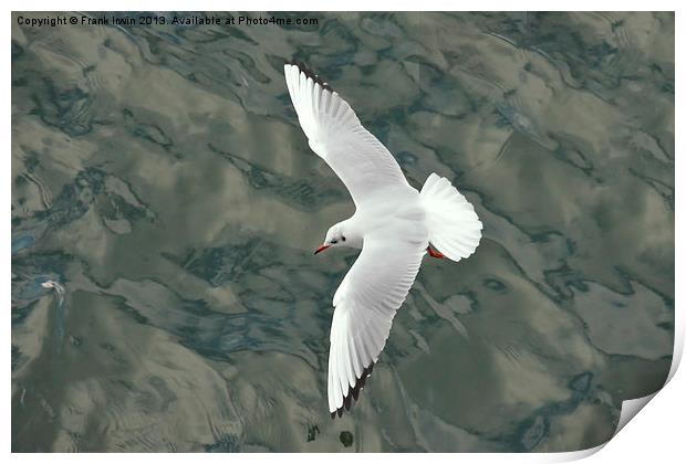 The Ring-billed Gull Print by Frank Irwin