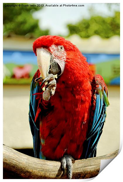 BLUE AND RED MACAW Print by Frank Irwin