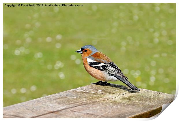 The Male Chaffinch Print by Frank Irwin