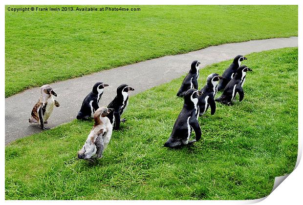 The Humboldt penguins off for a feed Print by Frank Irwin