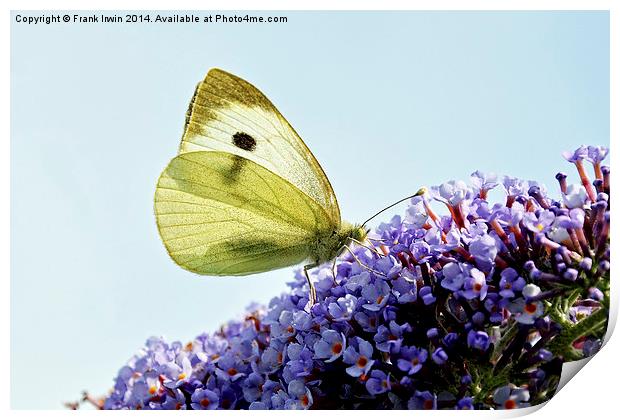 Green Veined White butterfly Print by Frank Irwin