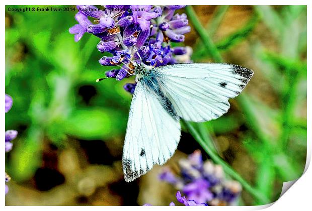 The small white butterfly Print by Frank Irwin