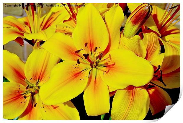 Beautiful Yellow Lilies Print by Frank Irwin