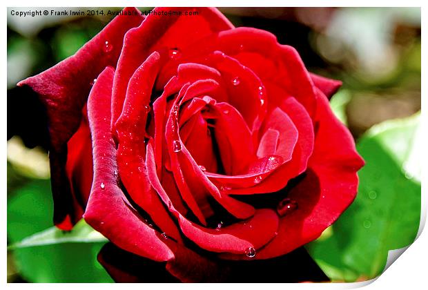 A Red Hybrid Tea Rose Print by Frank Irwin