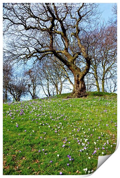 Spring is nearly here Print by Frank Irwin