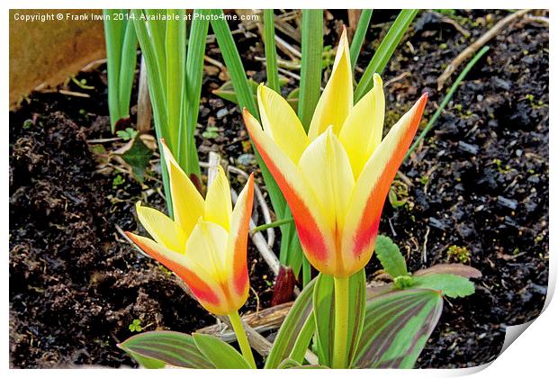 Dwarf Tulips heralding Spring Print by Frank Irwin
