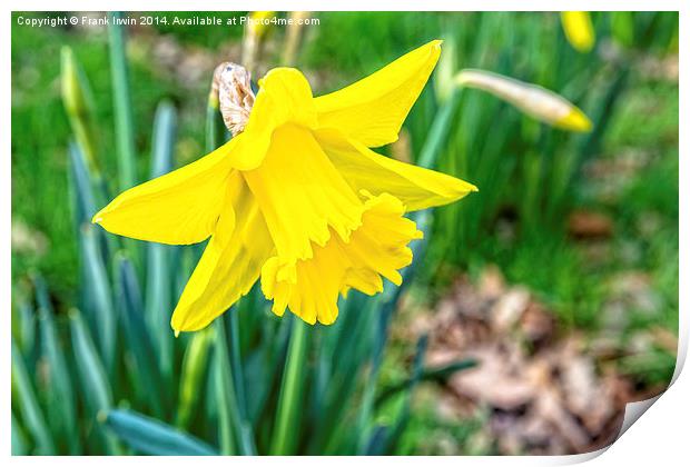 Daffodils heralding the arrival of Spring Print by Frank Irwin