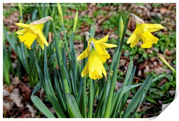 Daffodils heralding the coming of Spring. Print by Frank Irwin