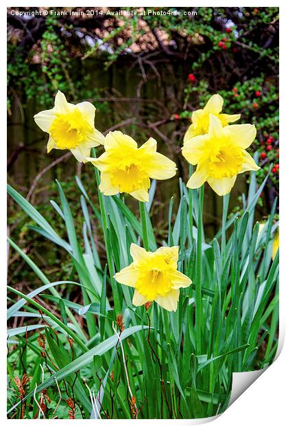 Daffodils heralding the arrival of Spring Print by Frank Irwin