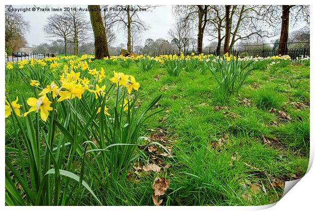 Daffodils growing in the wild Print by Frank Irwin