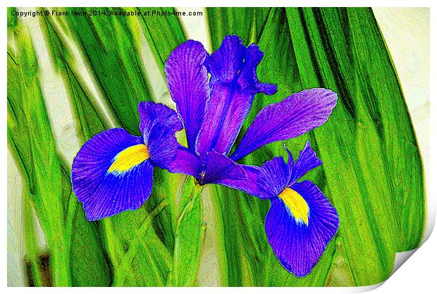 Artistic approach to a Blue Iris Print by Frank Irwin