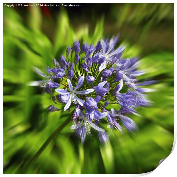 Artistically created Agapanthus flower Print by Frank Irwin