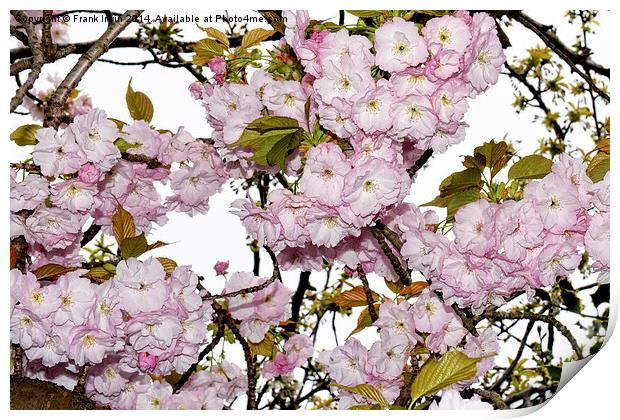 Cherry Blossom in Spring Print by Frank Irwin