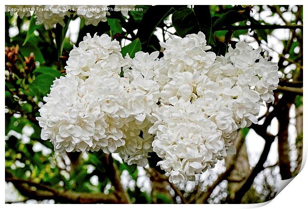 Beautiful White Lilac (Syringa) Print by Frank Irwin