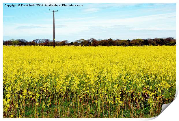 The bright yellow Rapeseed vista Print by Frank Irwin