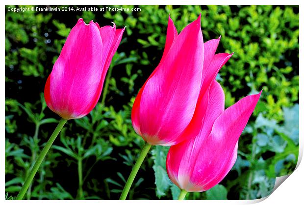 Colourful Tulips, showing the arrival of Spring Print by Frank Irwin