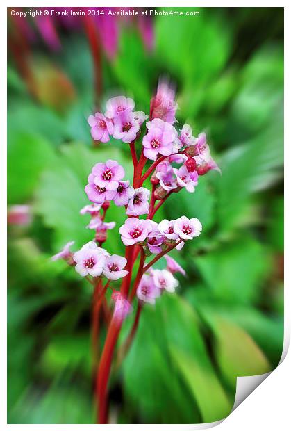 A beautiful flower found in the countryside Print by Frank Irwin