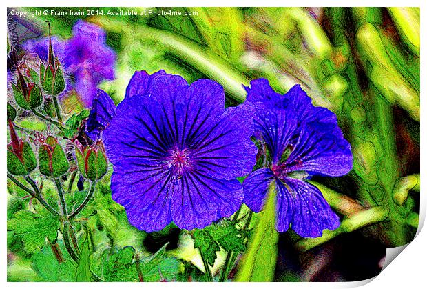 Johnson’s Blue in full bloom Print by Frank Irwin