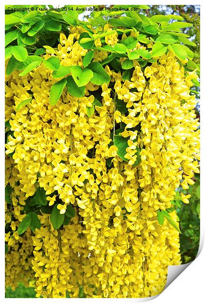 Laburnum, commonly called golden chain Print by Frank Irwin