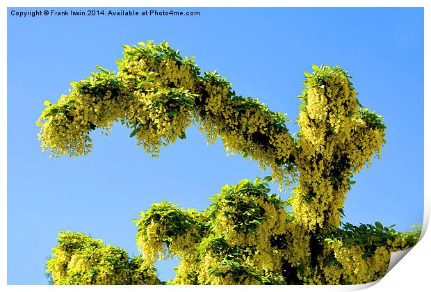 A Branch of Laburnum, commonly called golden chain Print by Frank Irwin
