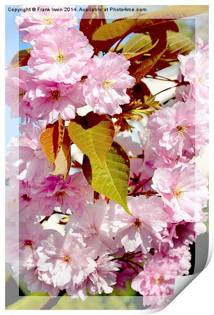Beautiful Spring Blossom Print by Frank Irwin