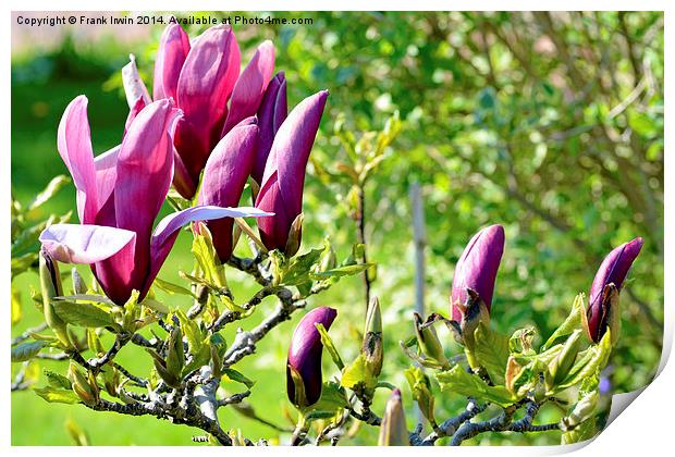 Magnolia flower head almost fully open.s Print by Frank Irwin